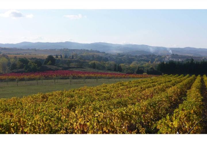 Beautiful historical estate with vineyard, located close to Carcassonne, wi