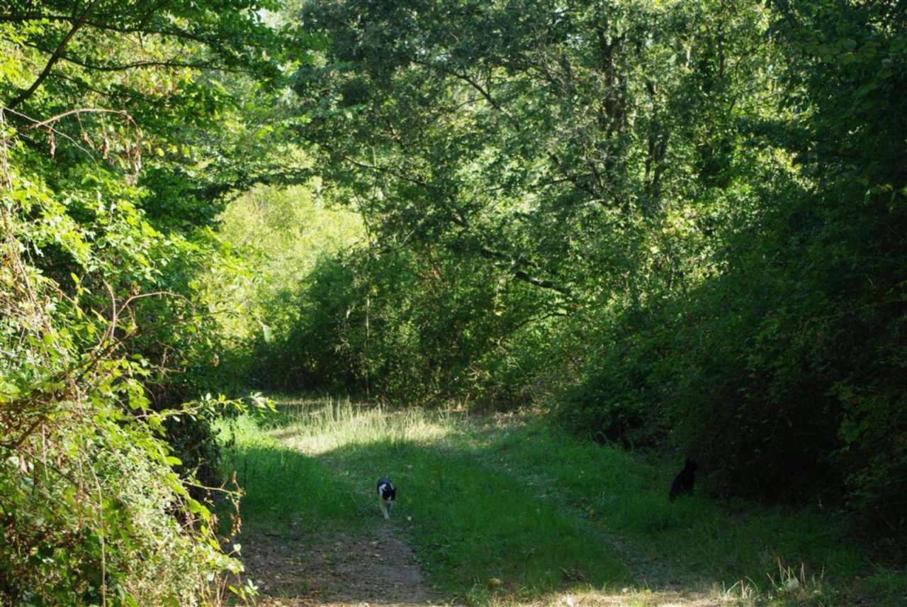 Charming stone built farmhouse located in Saverdun, set within a large coun