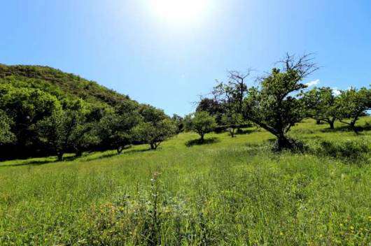 Unique opportunity to acquire a 7 bedroom 17th Century stone Catalan Mas wi