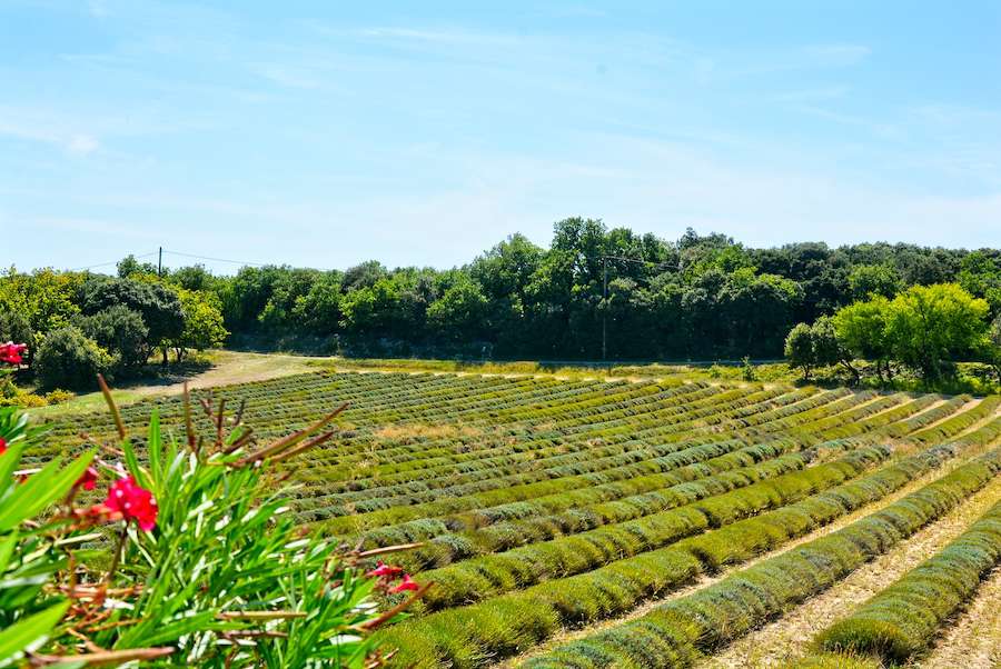 Fabulous Provencal stone farmhouse in the heart of Provencal Drome, less th