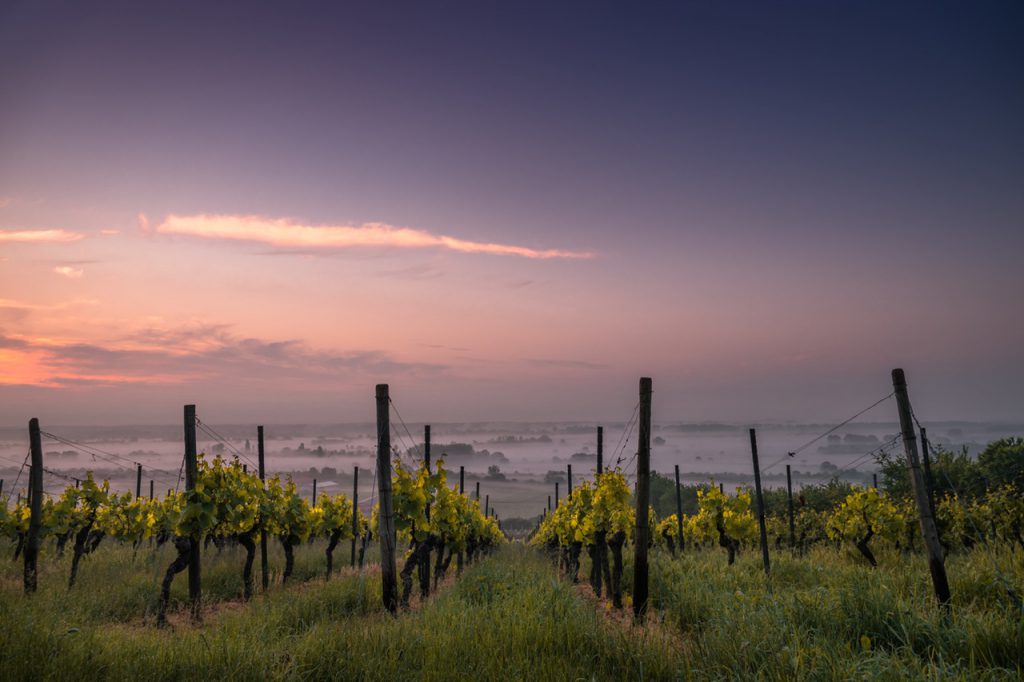 sunset over Italian vineyard near property for sale in Italy.