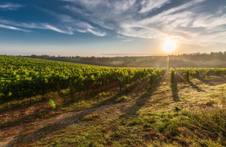 An example of a Tuscan Vineyard available at Prestige Property