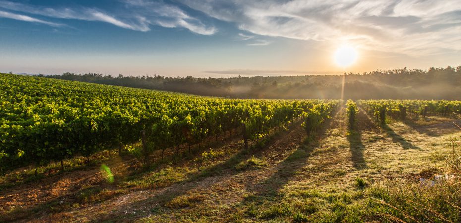 An example of a Tuscan Vineyard available at Prestige Property