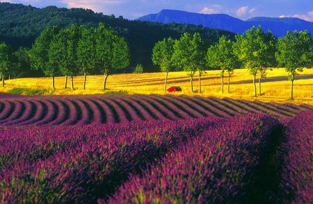 Lavender fields in Provence close to our French chateaux for sale.