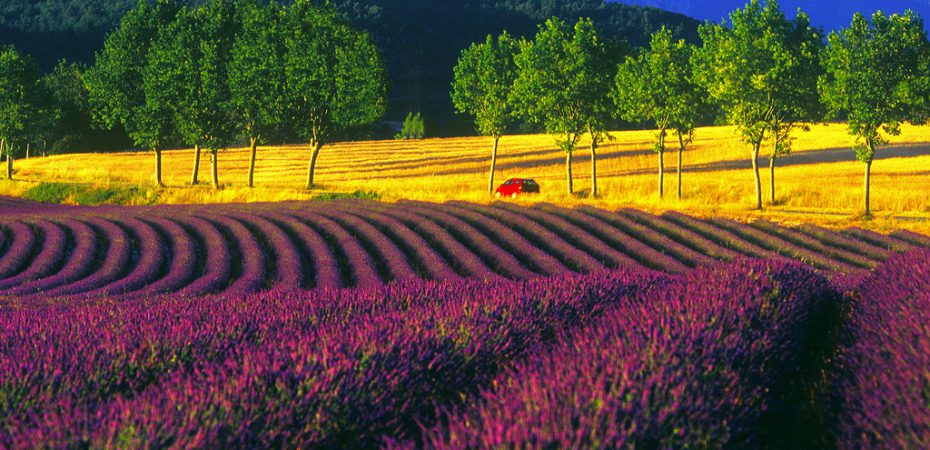 Lavender fields in Provence close to our French chateaux for sale.