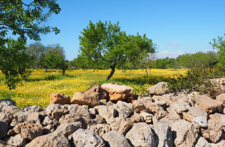 Olive tree on trail, near our Algarve villas for sale.