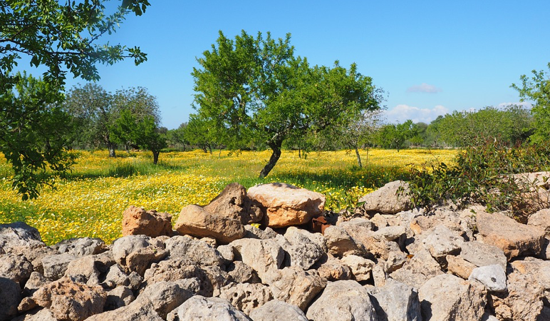 Olive tree on trail, near our Algarve villas for sale.