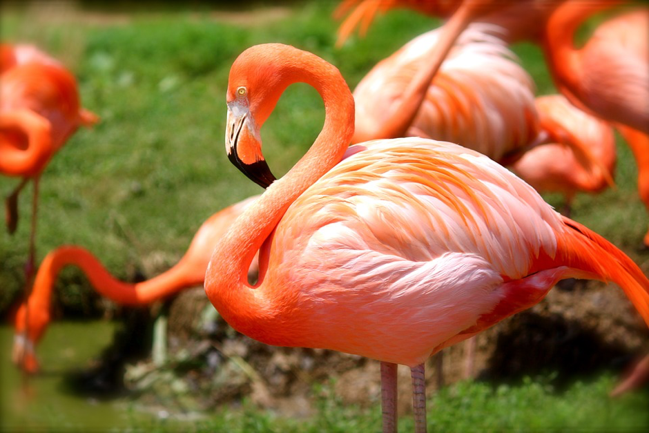 Flamingos at Ria Formosa Natural Park