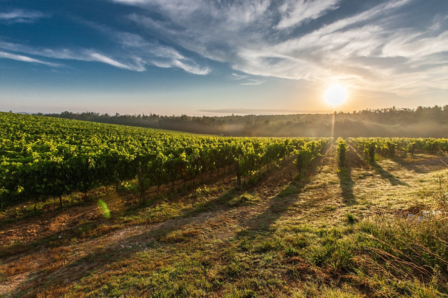 Vineyard in Tuscany